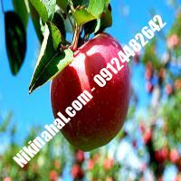 درخت سیب m7 | سیب m7 | نهالستان پارسیان 09124482642 مهندس غفاری