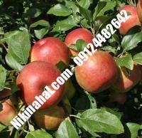 درخت سیب m7 پایه رویشی | سیب m7 پایه رویشی | نهالستان پارسیان ۰۹۱۲۴۴۸۲۶۴۲ مهندس غفاری
