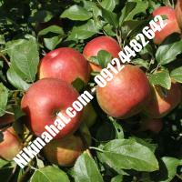 درخت سیب پایه کوتاه | سیب پایه کوتاه | نهالستان پارسیان 09124482642 مهندس غفاری