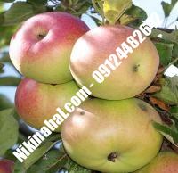 درخت سیب مک اینتاش | سیب مک اینتاش | نهالستان پارسیان ۰۹۱۲۴۴۸۲۶۴۲ مهندس غفاری
