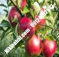 درخت سیب m107 | سیب m107 | نهالستان پارسیان ۰۹۱۲۴۴۸۲۶۴۲ مهندس غفاری