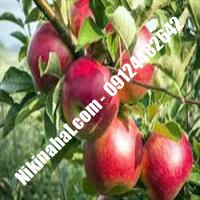درخت سیب m107 | سیب m107 | نهالستان پارسیان 09124482642 مهندس غفاری