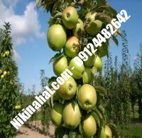 درخت سیب | سیب | نهالستان پارسیان ۰۹۱۲۴۴۸۲۶۴۲ مهندس غفاری