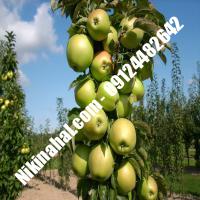 درخت سیب | سیب | نهالستان پارسیان 09124482642 مهندس غفاری