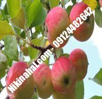 درخت سیب نوری مراغه | سیب نوری مراغه | نهالستان پارسیان ۰۹۱۲۴۴۸۲۶۴۲ مهندس غفاری