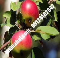 درخت سیب m109 | سیب m109 | نهالستان پارسیان ۰۹۱۲۴۴۸۲۶۴۲ مهندس غفاری