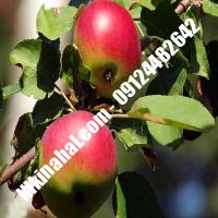 درخت سیب m109 | سیب m109 | نهالستان پارسیان 09124482642 مهندس غفاری