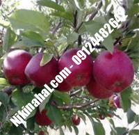 درخت سیب تابستانه اهر | سیب تابستانه اهر | نهالستان پارسیان ۰۹۱۲۴۴۸۲۶۴۲ مهندس غفاری