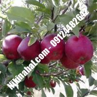 درخت سیب تابستانه اهر | سیب تابستانه اهر | نهالستان پارسیان 09124482642 مهندس غفاری