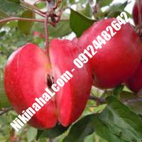 درخت سیب توسرخ | سیب توسرخ | نهالستان پارسیان 09124482642 مهندس غفاری