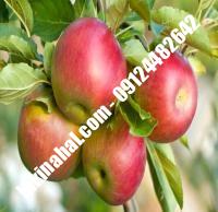 درخت سیب قندک | سیب قندک | نهالستان پارسیان ۰۹۱۲۴۴۸۲۶۴۲ مهندس غفاری