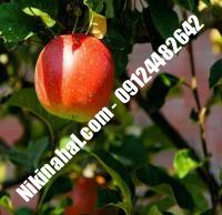 درخت سیب m111 | سیب m111 | نهالستان پارسیان ۰۹۱۲۴۴۸۲۶۴۲ مهندس غفاری