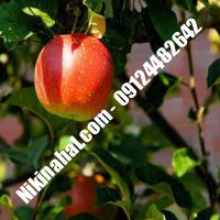 درخت سیب m111 | سیب m111 | نهالستان پارسیان 09124482642 مهندس غفاری