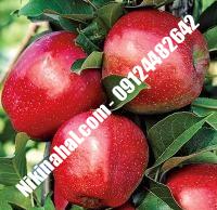 درخت سیب جونتان | سیب جونتان | نهالستان پارسیان ۰۹۱۲۴۴۸۲۶۴۲ مهندس غفاری