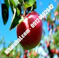 درخت سیب m7 | سیب m7 | نهالستان پارسیان ۰۹۱۲۴۴۸۲۶۴۲ مهندس غفاری