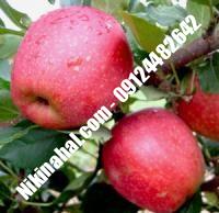 درخت سیب گالا پایه رویشی | سیب گالا پایه رویشی | نهالستان پارسیان ۰۹۱۲۴۴۸۲۶۴۲ مهندس غفاری