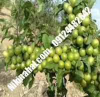 نهال گوجه سبز آذرشهر | نهال گوجه سبز آذرشهر | نهالستان پارسیان | ۰۹۱۲۴۴۸۲۶۴۲ مهندس غفاری