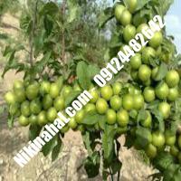 نهال گوجه سبز آذرشهر | نهال گوجه سبز آذرشهر | نهالستان پارسیان | 09124482642 مهندس غفاری