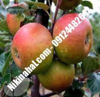 درخت سیب کاکس ارنج | سیب کاکس ارنج | نهالستان پارسیان ۰۹۱۲۴۴۸۲۶۴۲ مهندس غفاری