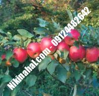 درخت سیب رم بیوتی | سیب رم بیوتی | نهالستان پارسیان ۰۹۱۲۴۴۸۲۶۴۲ مهندس غفاری