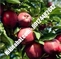 درخت سیب رددلشیز | سیب رددلشیز | نهالستان پارسیان ۰۹۱۲۴۴۸۲۶۴۲ مهندس غفاری