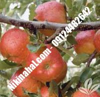 درخت سیب گالا | سیب گالا | نهالستان پارسیان ۰۹۱۲۴۴۸۲۶۴۲ مهندس غفاری