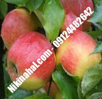 درخت سیب جوناگلد | سیب جوناگلد | نهالستان پارسیان ۰۹۱۲۴۴۸۲۶۴۲ مهندس غفاری