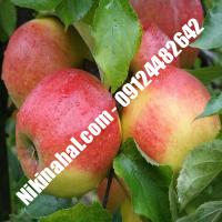 درخت سیب جوناگلد | سیب جوناگلد | نهالستان پارسیان 09124482642 مهندس غفاری