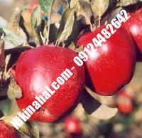 درخت سیب m106 | سیب m106 | نهالستان پارسیان ۰۹۱۲۴۴۸۲۶۴۲ مهندس غفاری