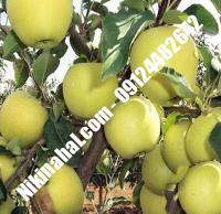 درخت سیب لبنان زرد | سیب لبنان زرد | نهالستان پارسیان ۰۹۱۲۴۴۸۲۶۴۲ مهندس غفاری